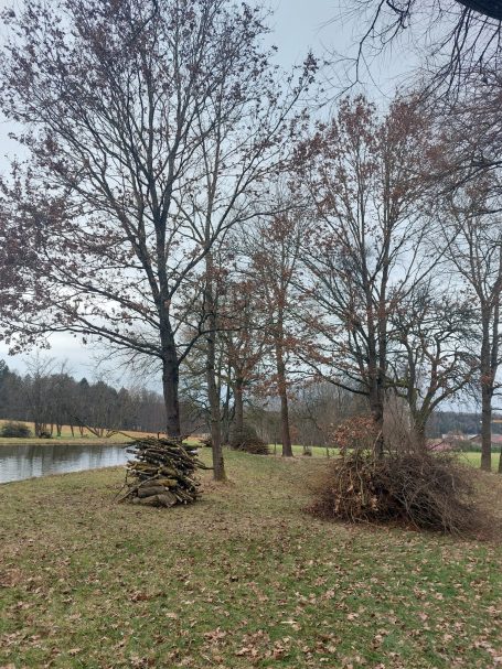 Form- und Pflegeschnitte