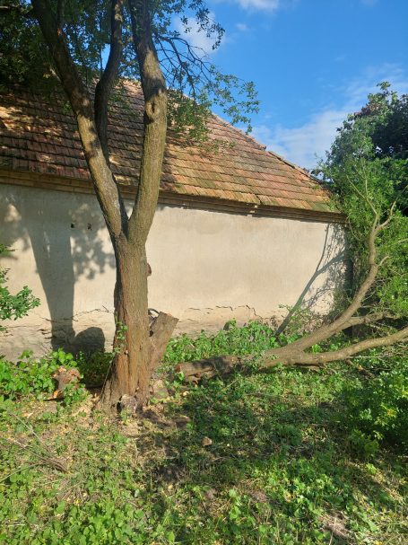Baumfällung